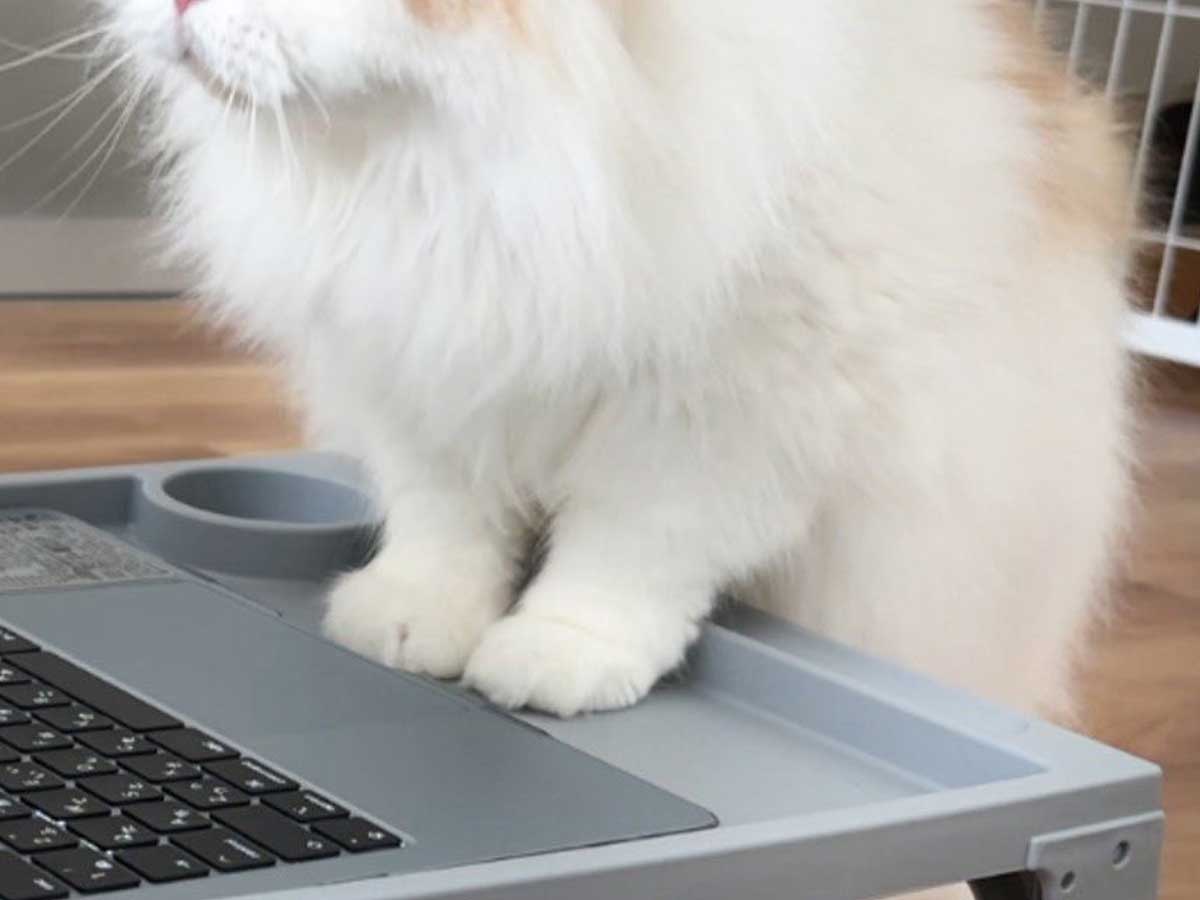 猫の画像