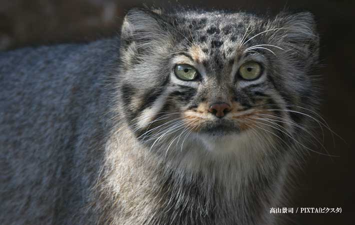 猫の画像