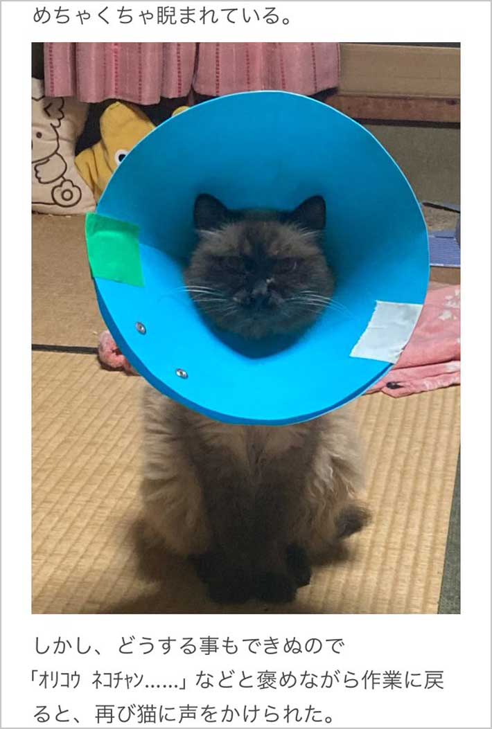 猫の画像