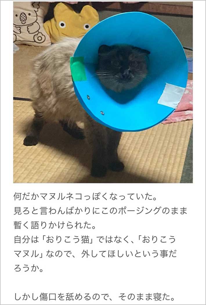 猫の画像