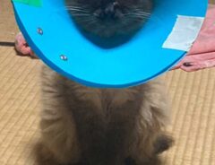 猫の画像