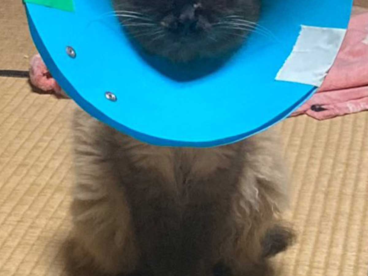 猫の画像