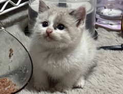 猫の画像