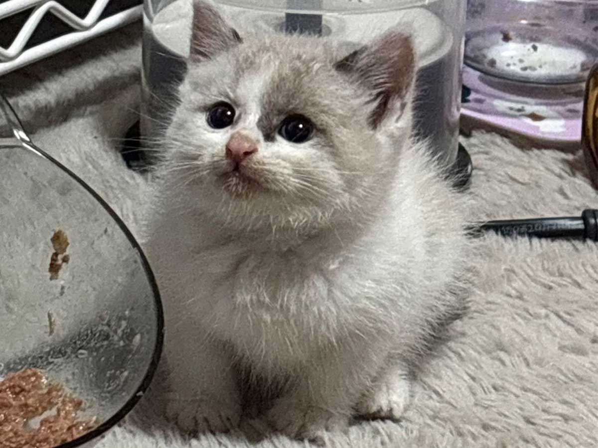 猫の画像