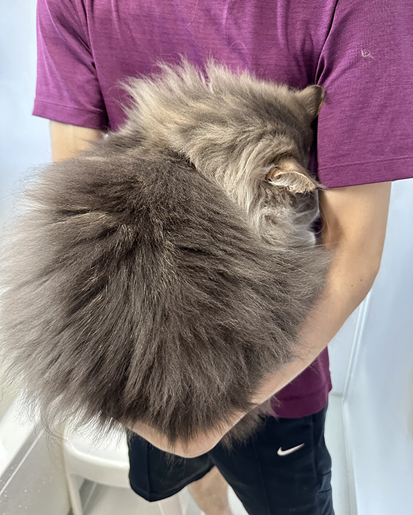 猫の写真