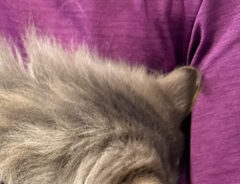 猫の写真