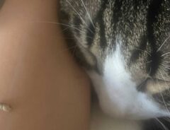 猫の写真