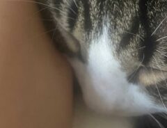 猫の写真