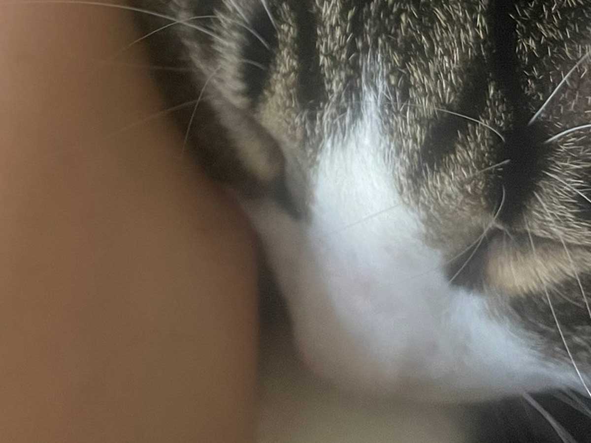 猫の写真