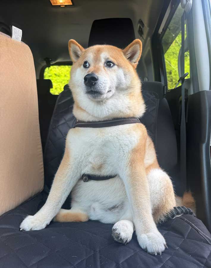 柴犬の写真