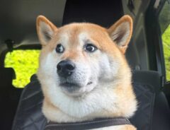 柴犬の写真