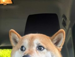 柴犬の写真