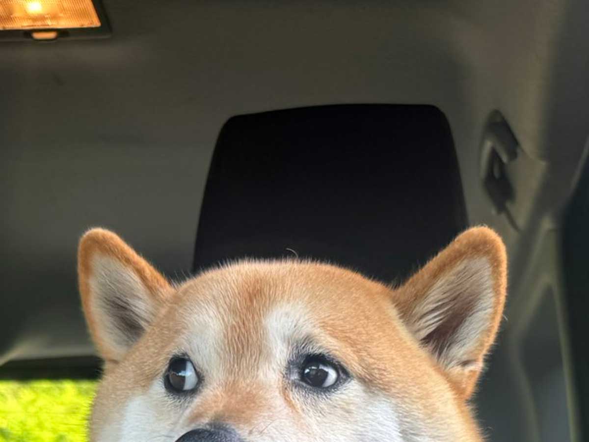 柴犬の写真