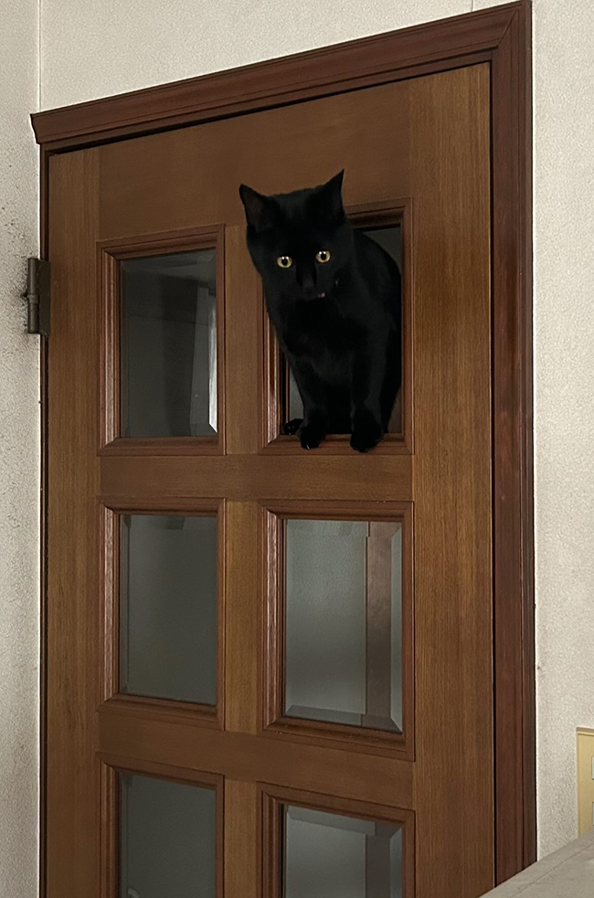 穴が空いたドアと猫