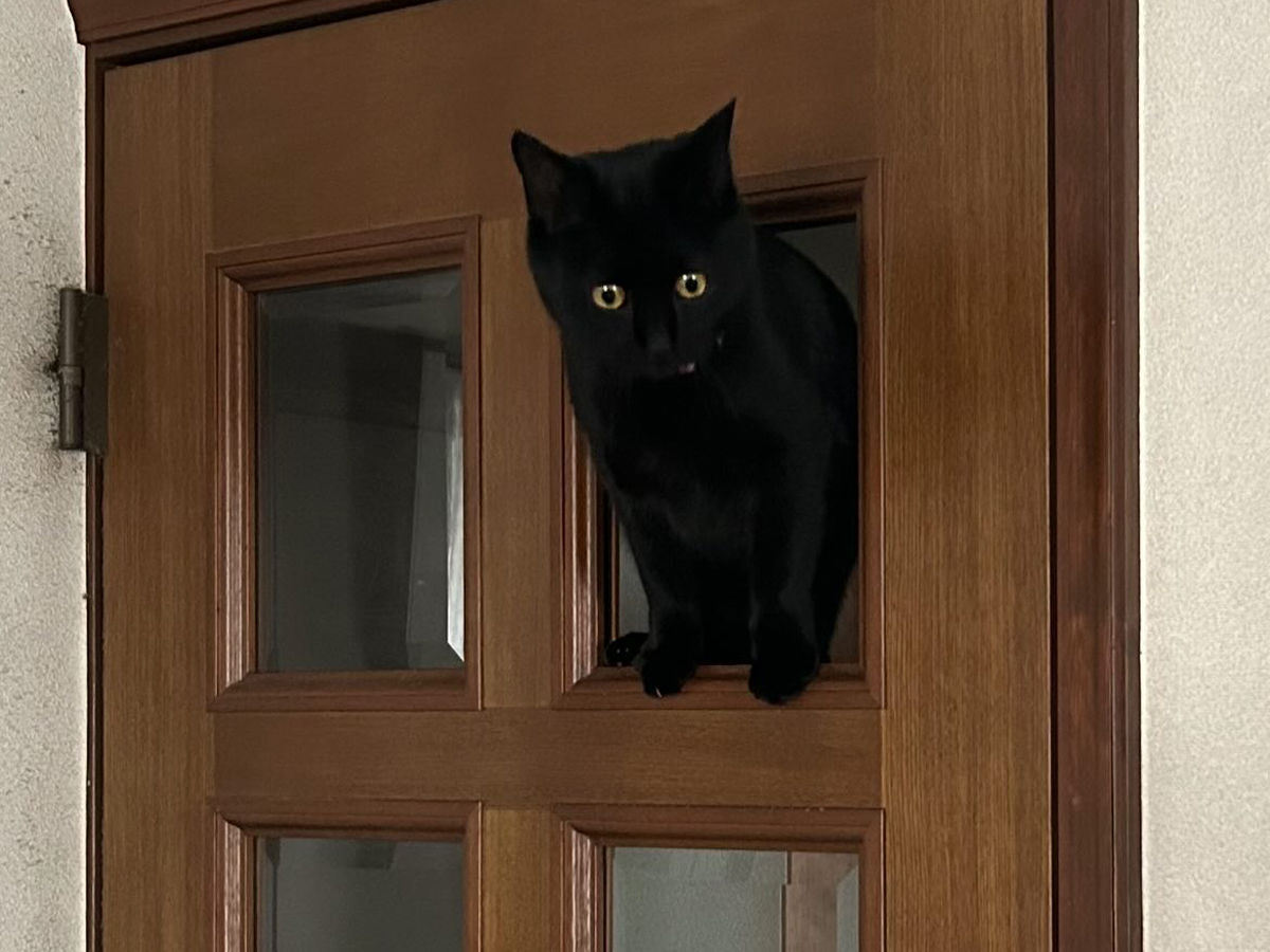 穴が空いたドアと猫