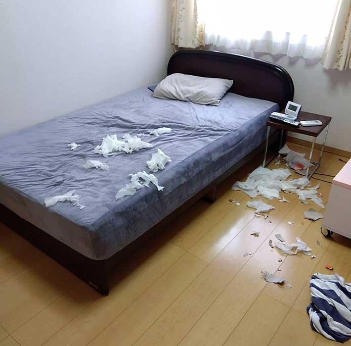 @himari_shibainuさんの写真