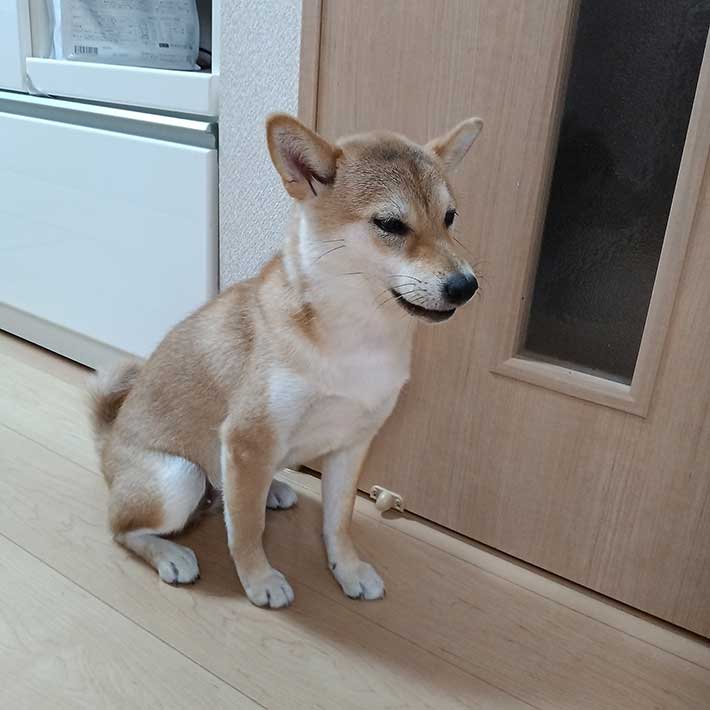 @himari_shibainuさんの写真