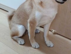 @himari_shibainuさんの写真