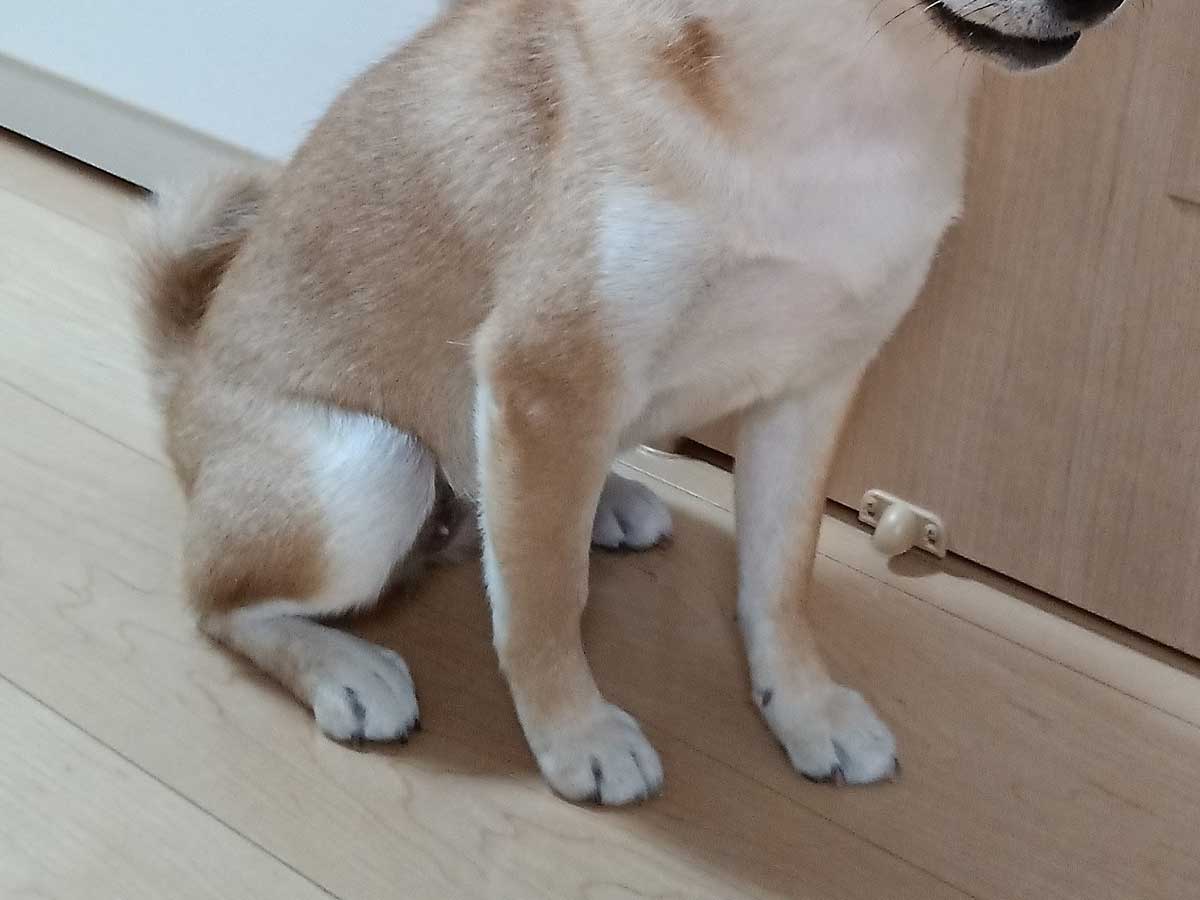 @himari_shibainuさんの写真