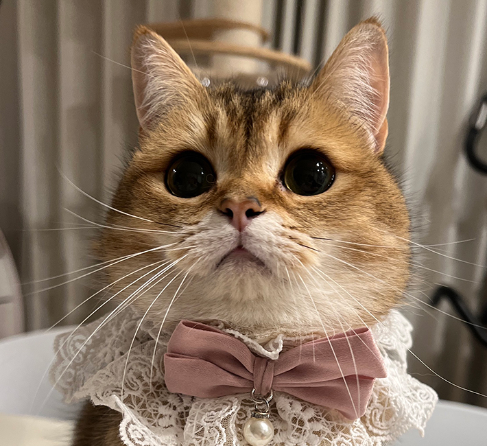 猫のこたつちゃん