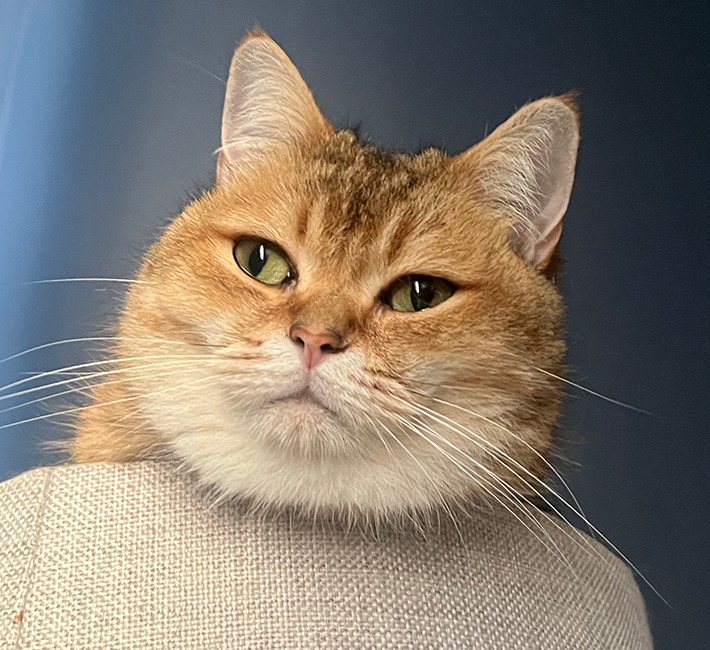 猫のこたつちゃん