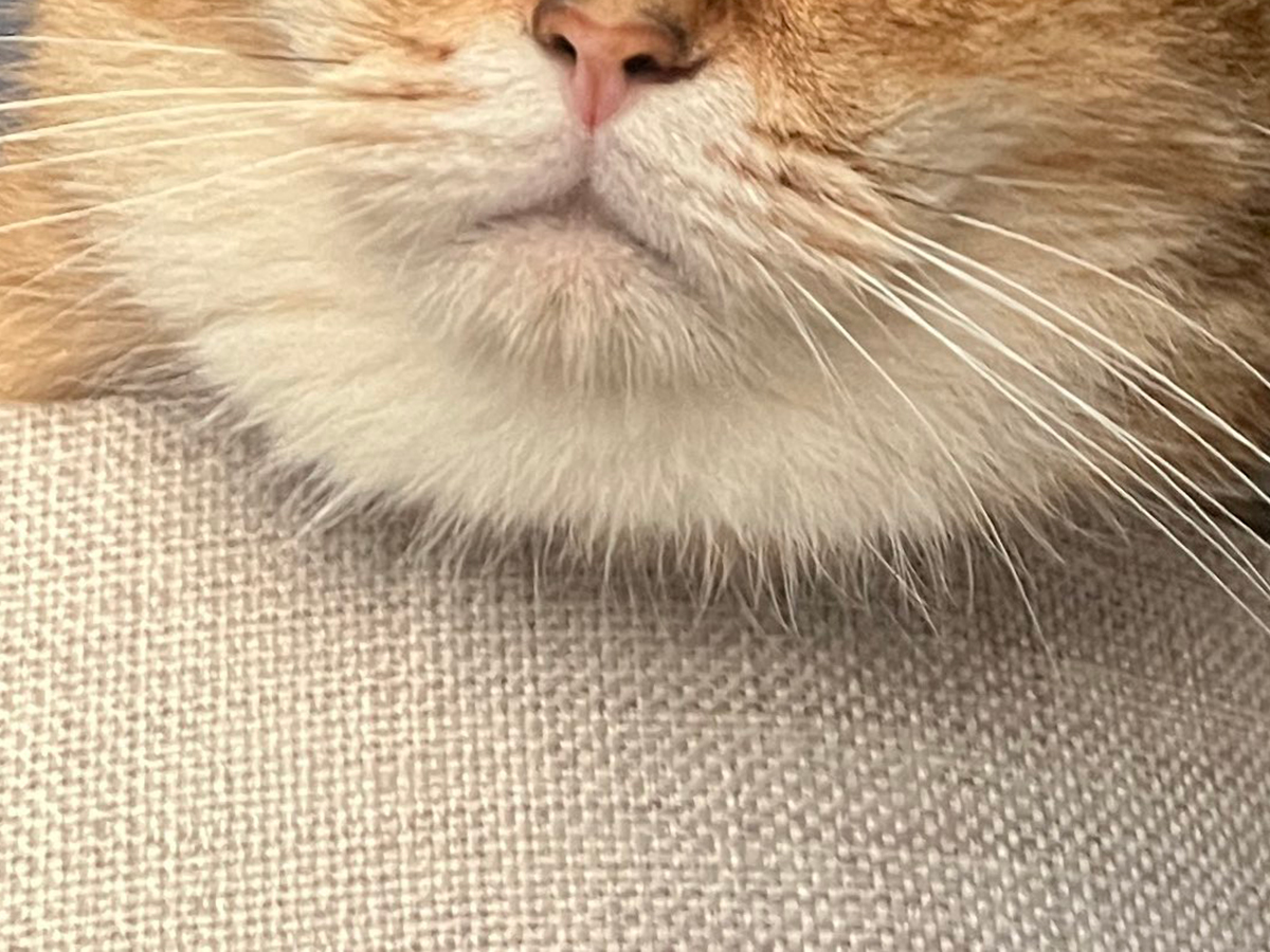 猫のこたつちゃん