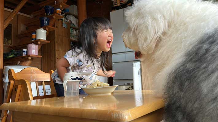犬とケンカする娘