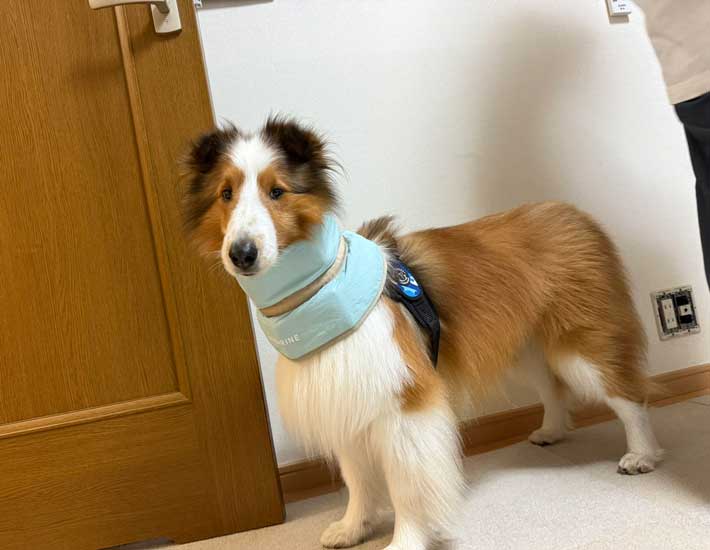 犬の写真