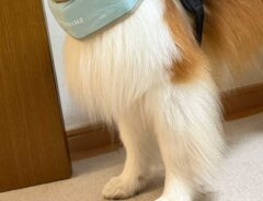 犬の写真