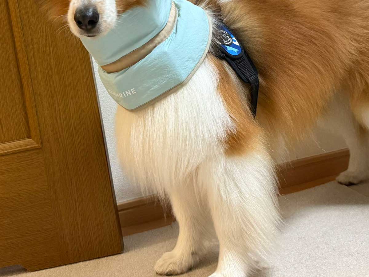 犬の写真