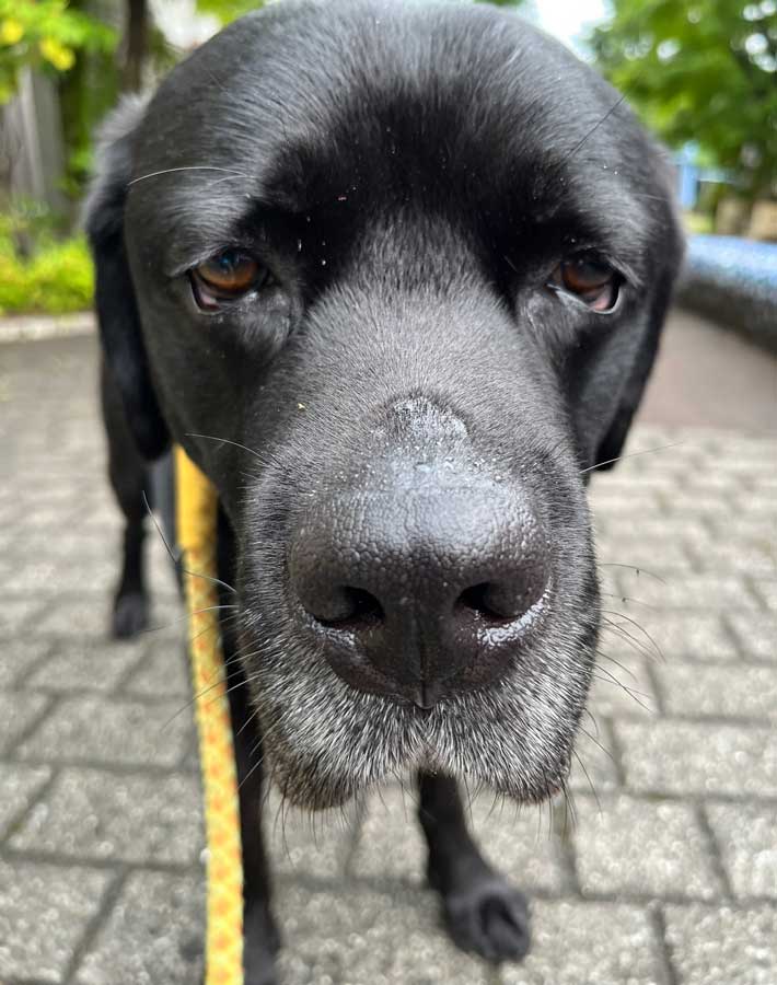 犬の写真