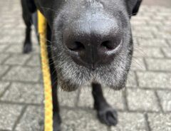 犬の写真