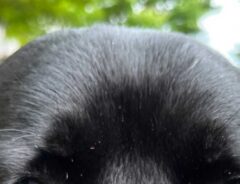 犬の写真