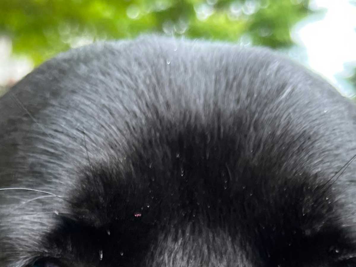 犬の写真