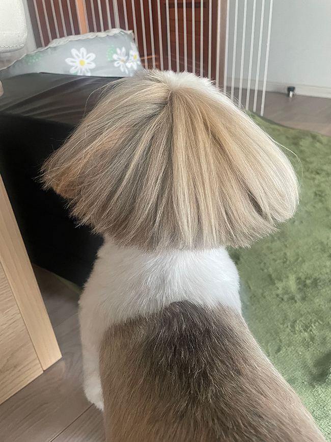 犬