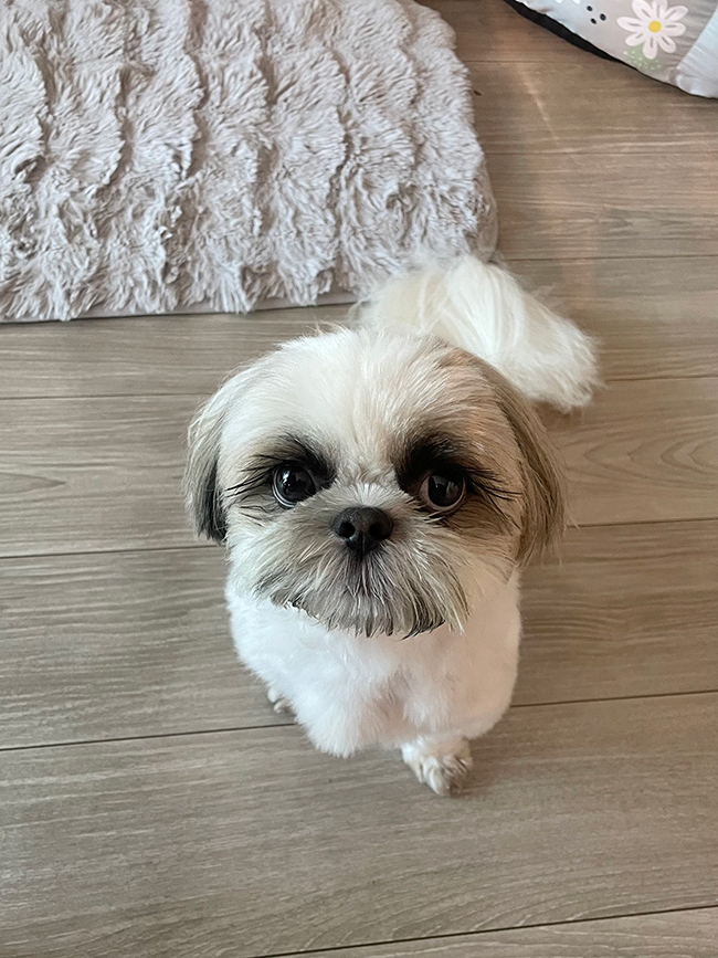 犬