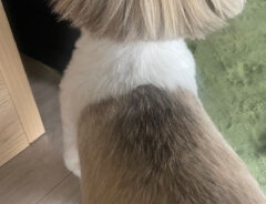犬