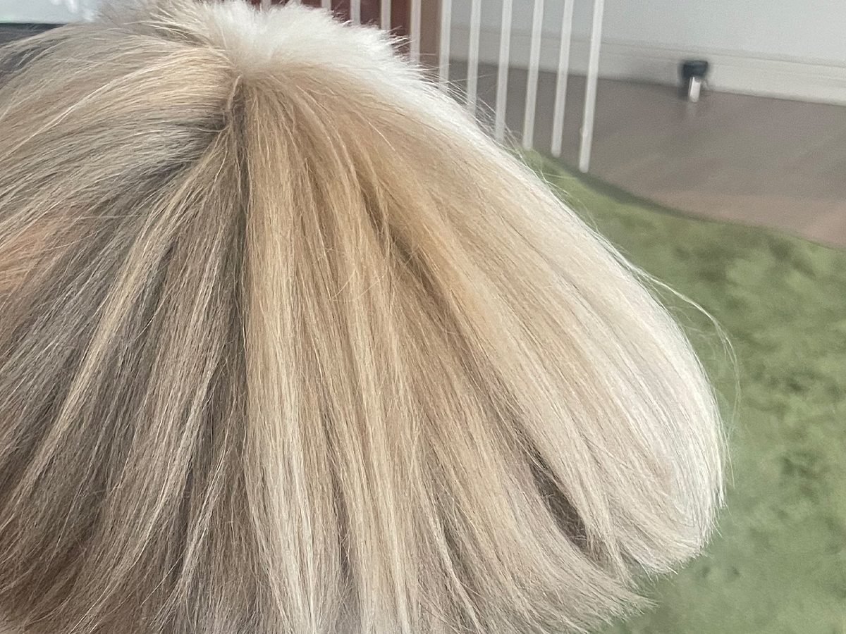 犬