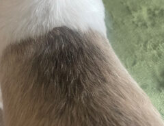 犬