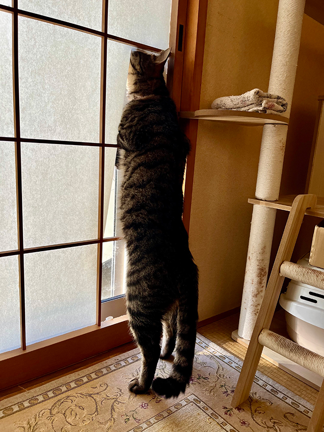 猫
