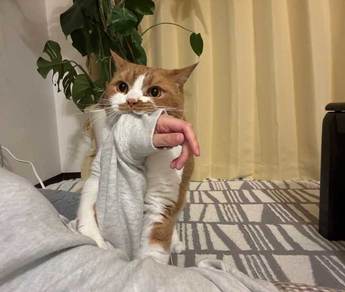 猫の写真