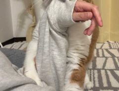 猫の写真