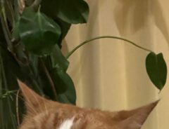 猫の写真