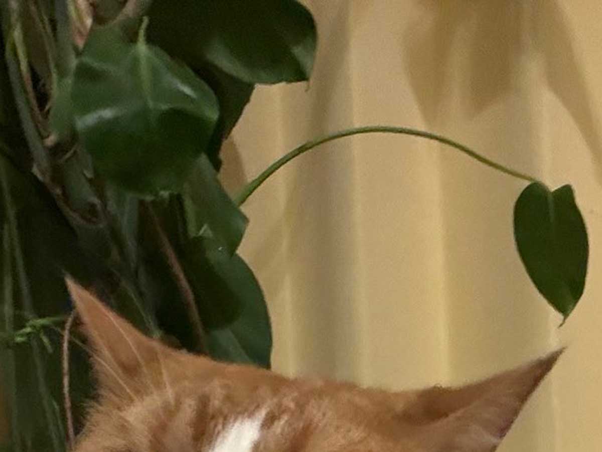猫の写真