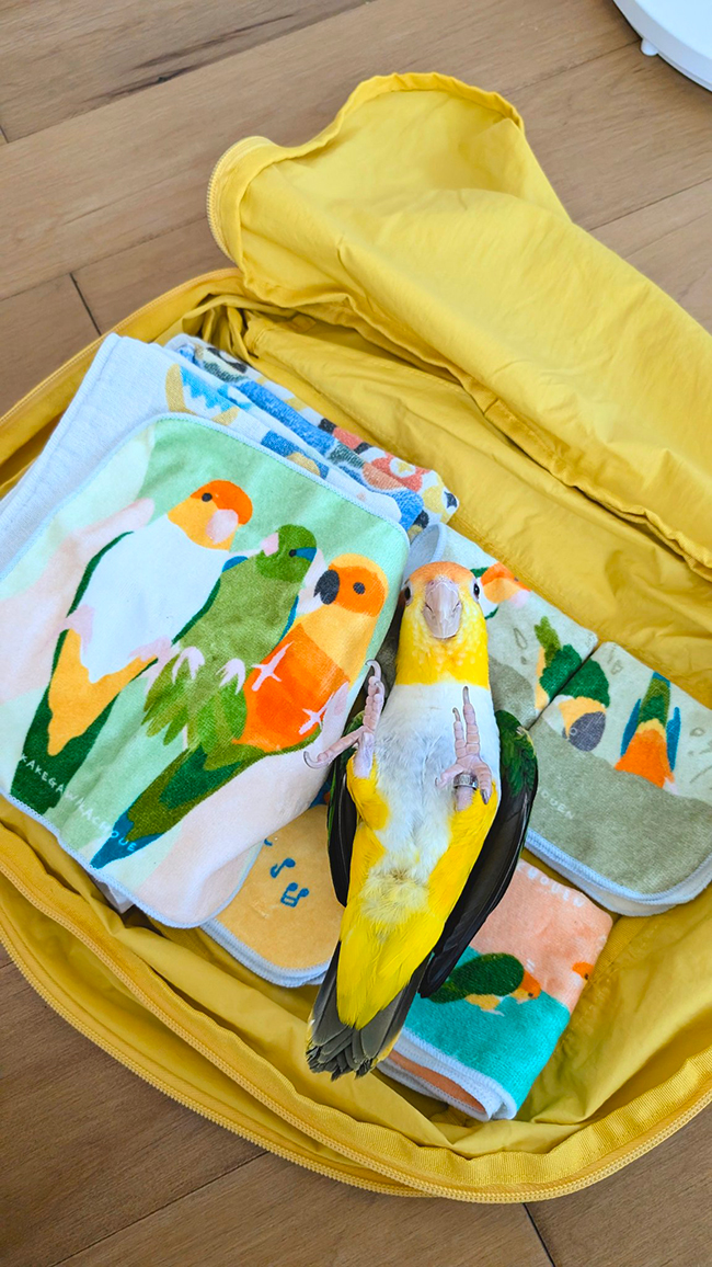 インコと荷物