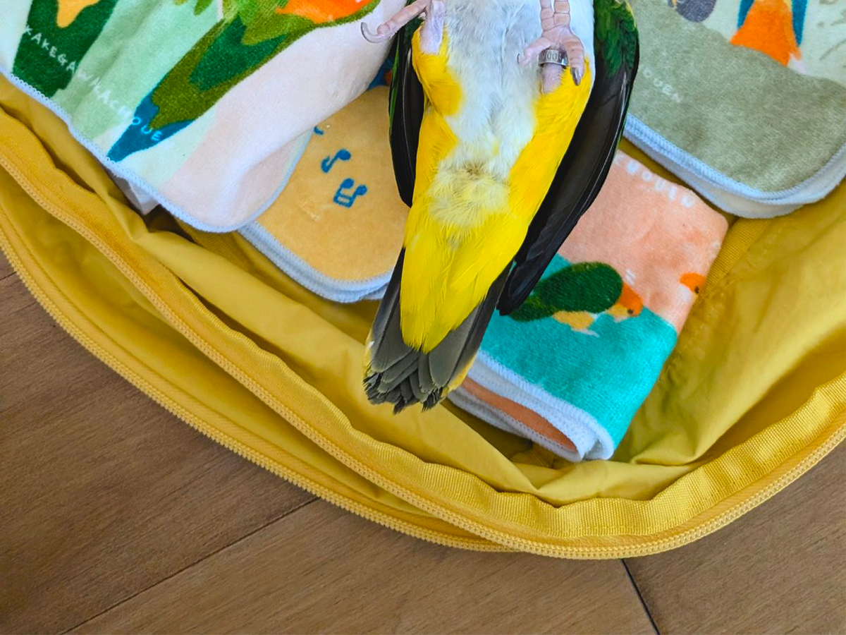 インコと荷物