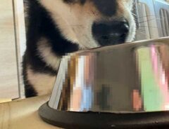 犬の画像
