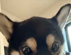 犬の画像