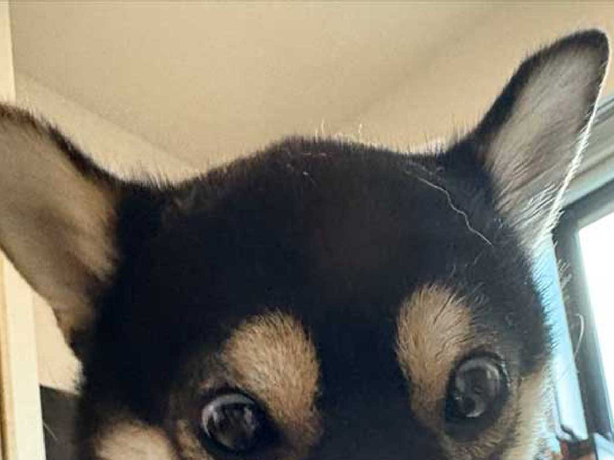 犬の画像