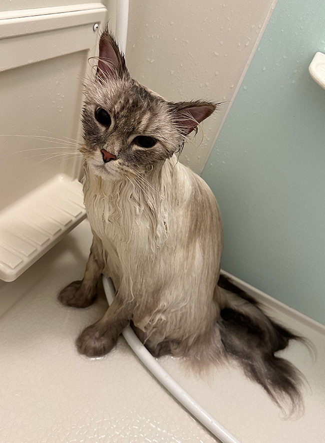 猫